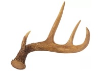 Lot of 2 Polyresin Antler Decor, E-Commerce Return