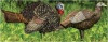 Avian-X LCD 1/2 Strut Jake and Breeder Hen Turkey Decoy Combo - E-Commerce Return, Unknown Condition 