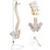 VEVOR 30" Flexible&nbsp;Spine Model with Spinal Nerves, Skull Base And Pelvis with Stand - Appears New&nbsp;