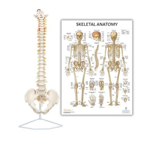 Axis Scientific Spine Model 34" Life Size Spinal Cord Model with Vertebrae, Nerves, Arteries, Lumbar Column, and Male Pelvis + Anatomy Lab Skeletal System Anatomical Poster - LAMINATED - 17.3" x 22.5"