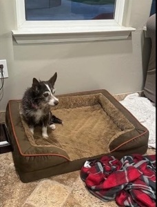 Dog bed cover