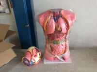 Anatomical Anatomy Teaching Model&nbsp;