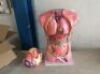 Anatomical Anatomy Teaching Model&nbsp;