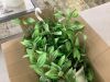 Nearly Natural Green Variegated Spiderwort Hanging Basket Artificial Plant - 3