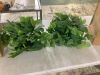 Lot of (2) Nearly Natural 24 in. London Ivy Artificial Ledge Plant (Real Touch)