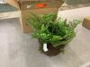 Nearly Natural Artificial Mixed Fern with Twig and Moss Basket - 2