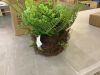 Nearly Natural Artificial Mixed Fern with Twig and Moss Basket - 3