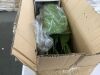 Artificial Bird of Paradise Plant - Loose Rocks - 3