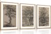 Vintage Tree Sketch Wall Art Set, Antique Tree Drawings Wall Decor, Nature Sketch Wall Painting, Framed Botanical Canvas Art Prints for Living Room, Bedroom, Dinning Room, Farmhouse