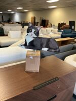 Solar Cat, Lot of 6