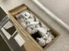 4ft 50W 8000LM 6500K Linkable Clear Cover T8 LED Tube Lights, 10 Pack - 5