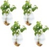 Wall Hanging Glass Terrarium Vases with Colorful Stones, 6 Pc