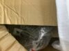 Set of 4 Dining Chairs - 4