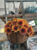 Sunflower Hanging Basket