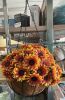 Sunflower Hanging Basket - 3