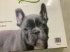Nearly Natural 16.5 in. x 26.7 in. Indoor/Outdoor Dog Potty with Artificial Grass - 6