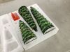 Set of 3 Pre-Lit Ceramic Tabletop Christmas Trees - 2