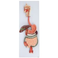 Axis Scientific Human Digestive System Model