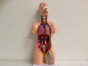 Female Anatomy Model, E-Comm Return