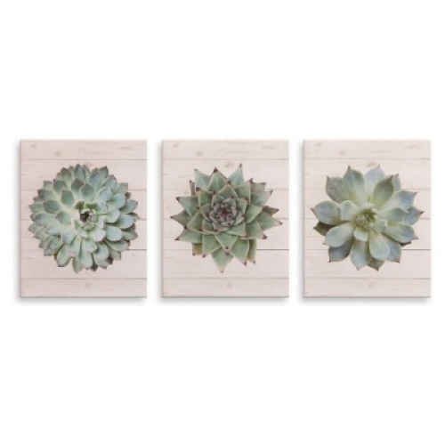 Nielsen Bainbridge Succulents on Wood Canvas Wall Art - Set of 3. Appear New.&nbsp;