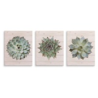 Nielsen Bainbridge Succulents on Wood Canvas Wall Art - Set of 3. Appear New.&nbsp;