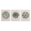 Nielsen Bainbridge Succulents on Wood Canvas Wall Art - Set of 3. Appear New.&nbsp;