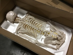 Complete Life Size Skeleton