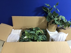 Case of Artificial Hanging Pothos Plants