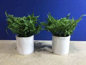 Lot of (2) Artificial Boston Fern Plants 16" x 15" 