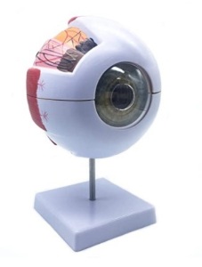 Human Eye Anatomical Model, Stand Not Included, E-Commerce Return