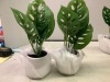 Lot of (2) Faux Plant, Appears New