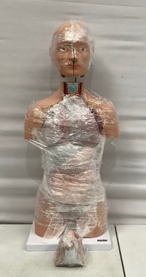 Axis Scientific Human Anatomy Torso, Appears new