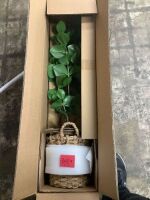 Artificial Tree/Plant