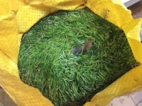 Thick Artificial Grass Pet Pad - Appears New&nbsp;