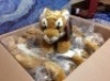 Case of (8)&nbsp;FAO Schwarz Tiger Cub Toy Plush 12 Inches - Appears New