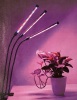 LED Grow Light