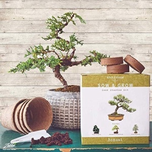 Nature's Blossom Bonsai Tree Kit