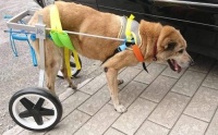 Newlife Mobility&nbsp;Two Wheel&nbsp;Adjustable Dog Wheelchair&nbsp;for Hind Leg&nbsp;Rehabilitation,&nbsp;Belly Band Specially for Spondylitis - Appears New&nbsp;&nbsp;